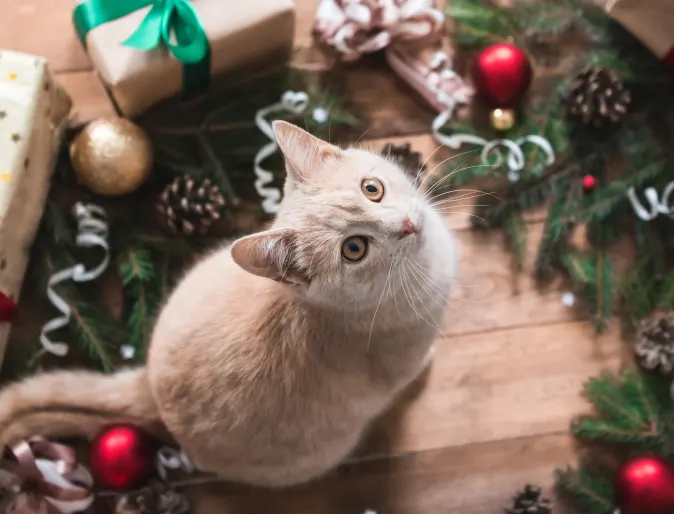 Cat sitting in wreath